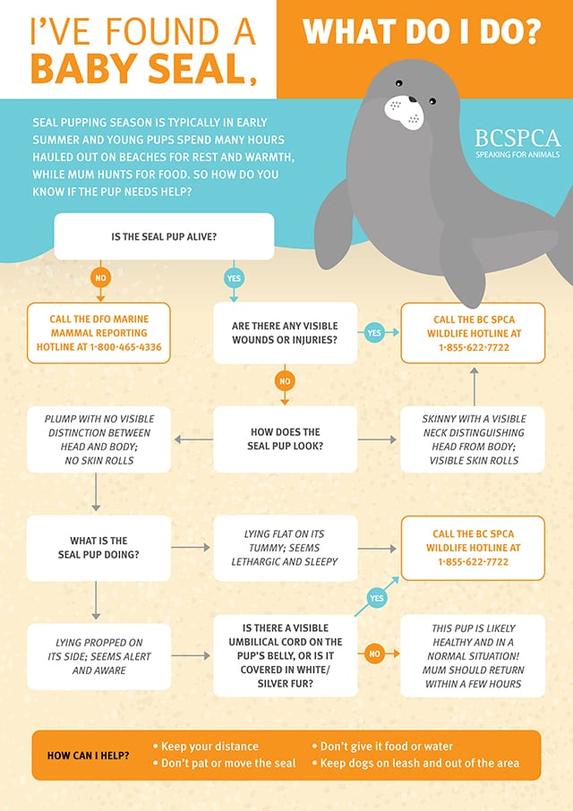 5 reasons to care about the exotic pet trade - BC SPCA