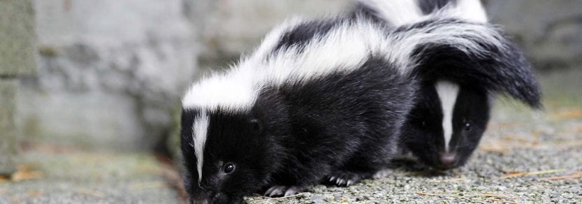 two young cute wild baby skunks walking on pavement