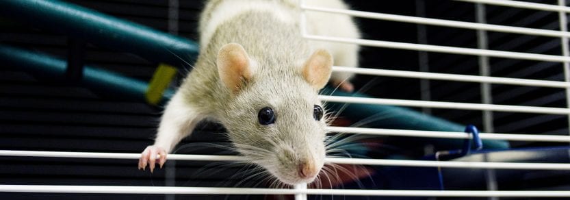 Cute rat climbing over bars of cage