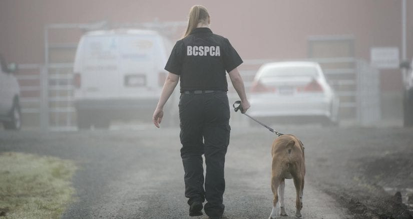 Cruelty investigative Department staff in uniform walking dog outdoors on misty day