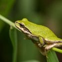 A wild tree frog out sitting on a plant stem