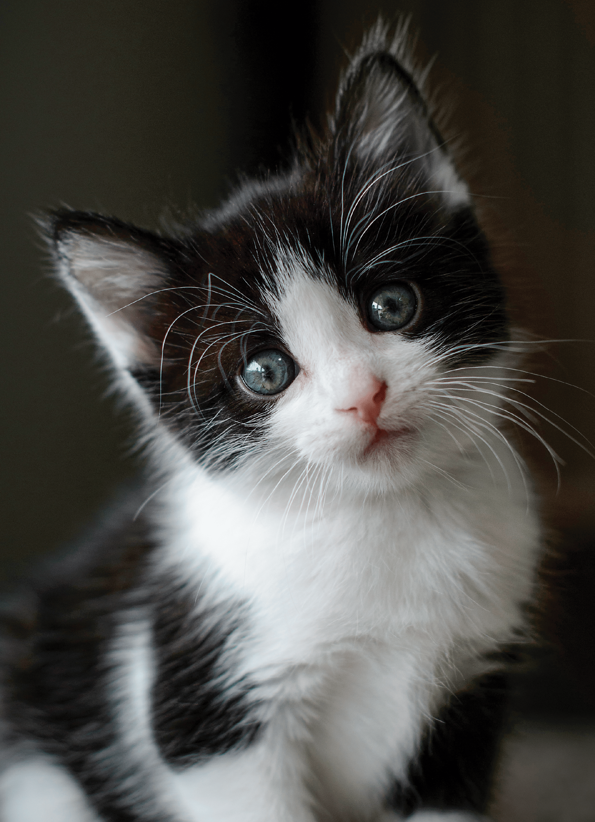 Maroon Eyed Tree Frog on Red Pitcher Plant