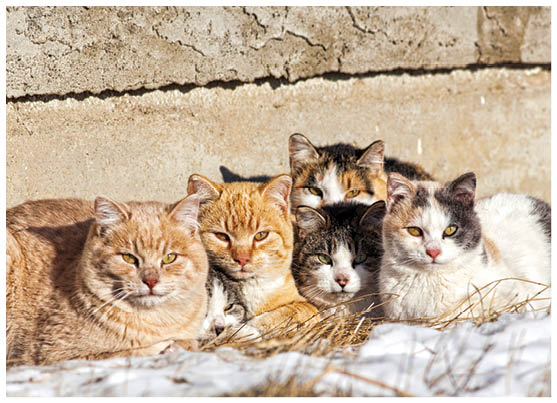 A group of feral cats huddled together to keep warm, near the wall of an old abandoned home    Taken during -28C weather 