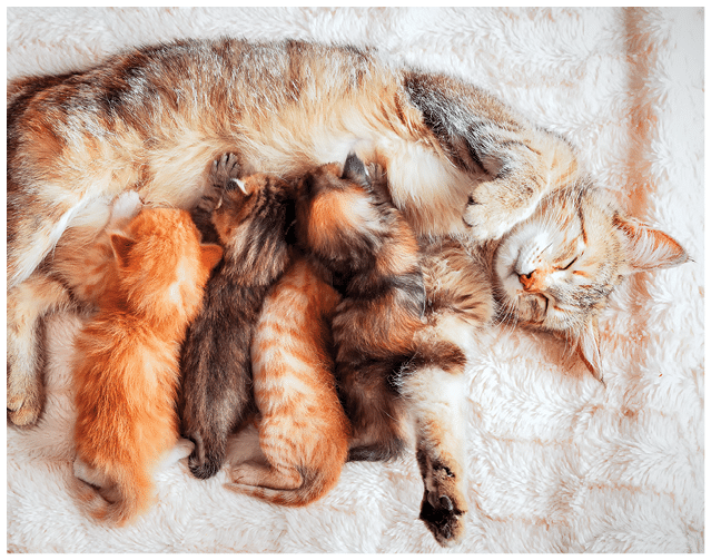 Grey mother cat nursing her babies kittens, close up