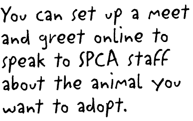 You can set up a meet and greet online to speak to SPCA staff about the animal you want to adopt 