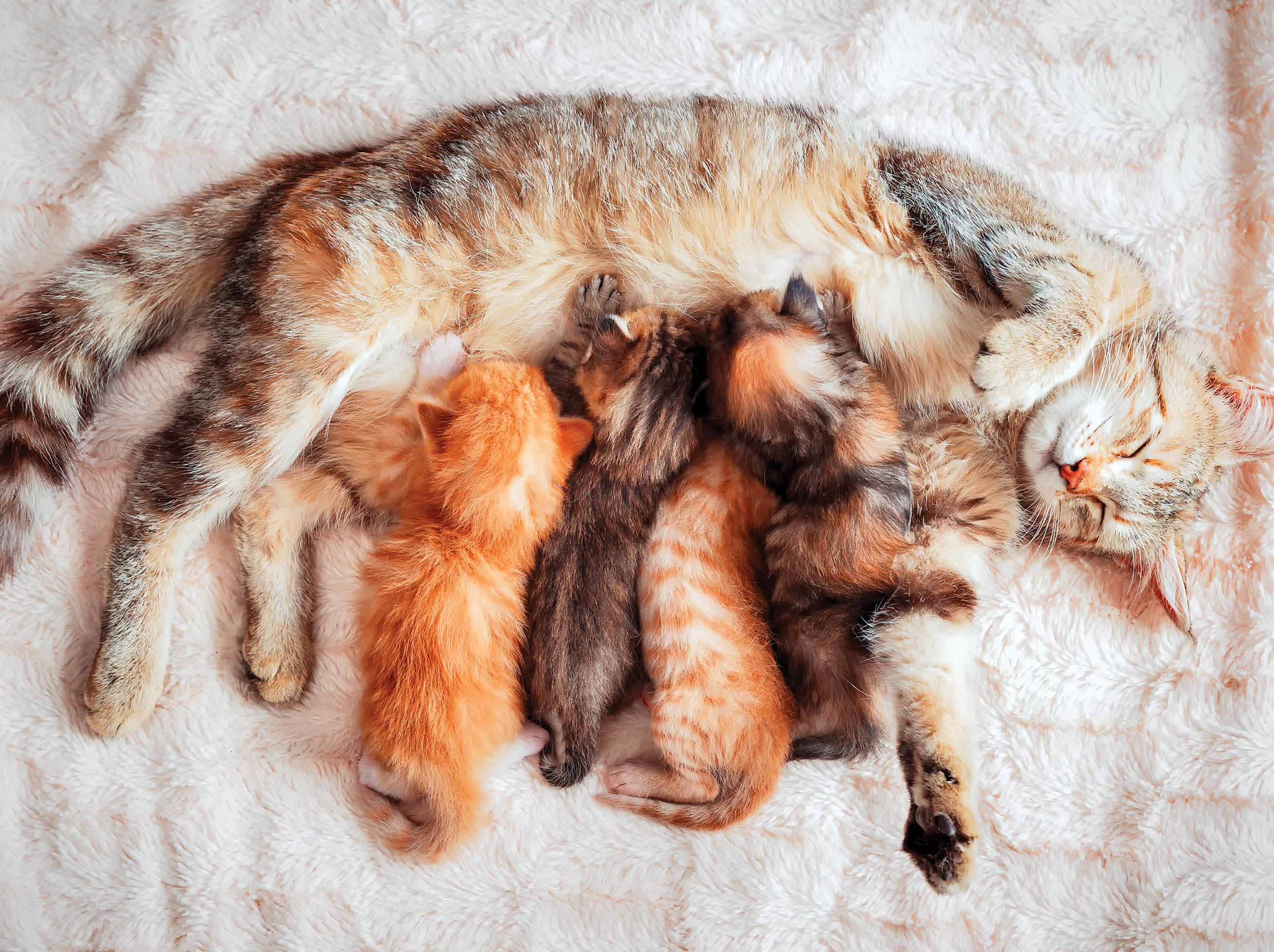 Grey mother cat nursing her babies kittens, close up