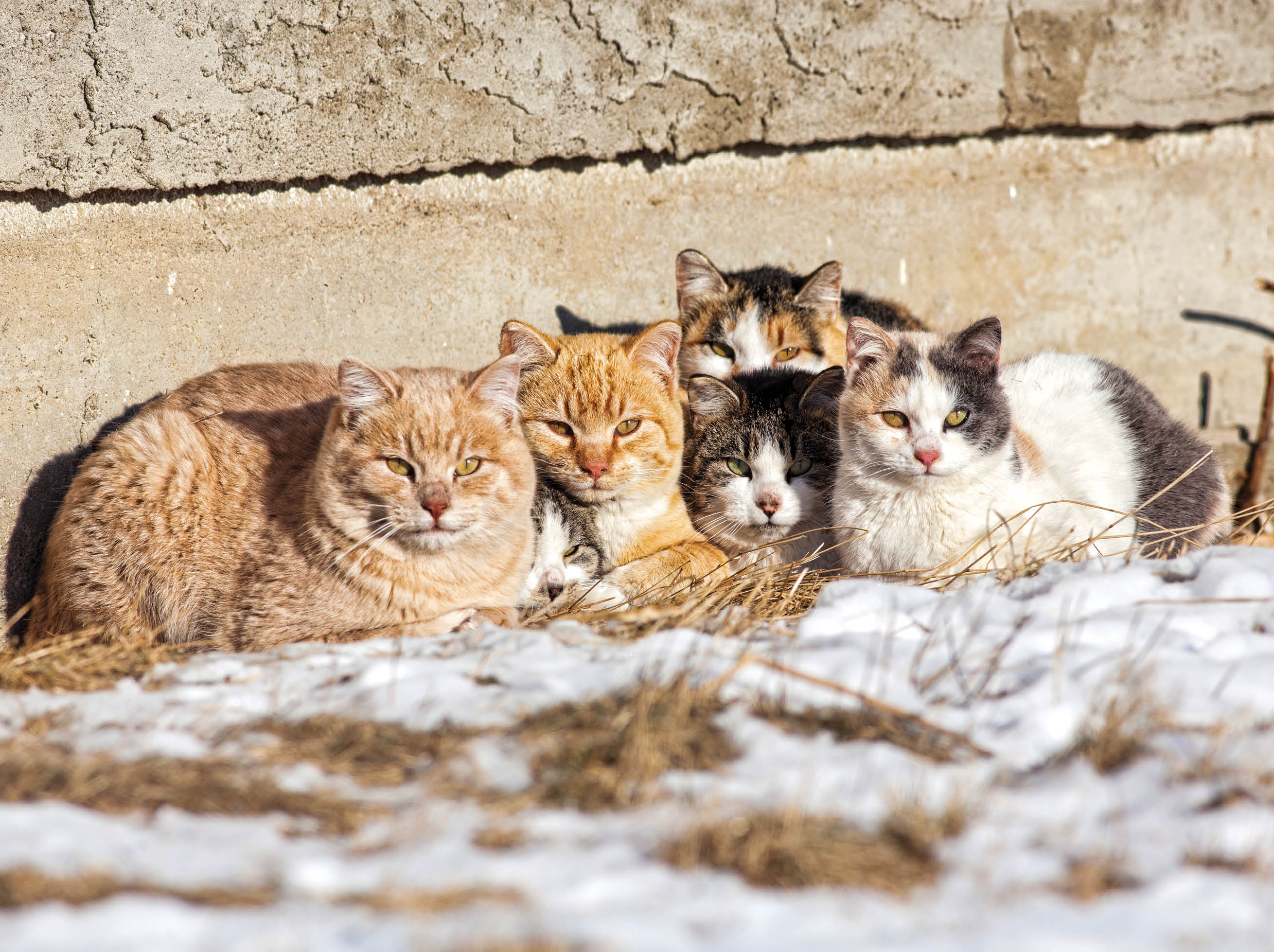 A group of feral cats huddled together to keep warm, near the wall of an old abandoned home    Taken during -28C weather 