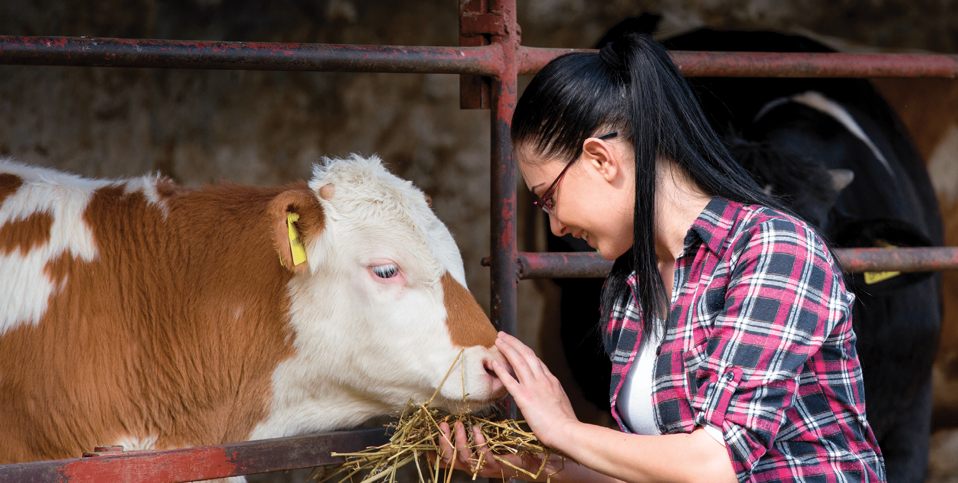 Young pretty girl feeding heifers in front of barn on the farm