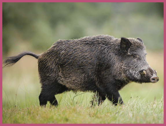A wild boar forages for acorns in autumn
