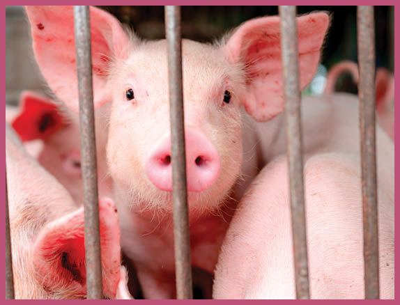 Cute piglet in farm  Happy and healthy small pig  Livestock farming  Meat industry  Animal meat market  African swine fever and swine flu concept  Swine breeding  Mammal animal  Pink piglet in pigsty 