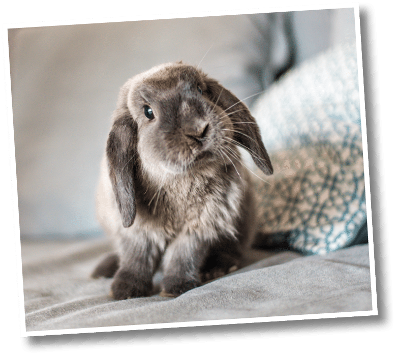 CUTE BUNNY ON THE SOFA