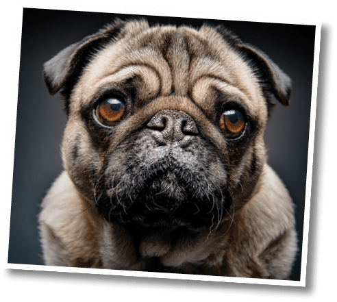 Close up portrait of a grumpy Pug who has a very sad look on his face  Photographed against a dark background  Colour, horizontal with some copy space 