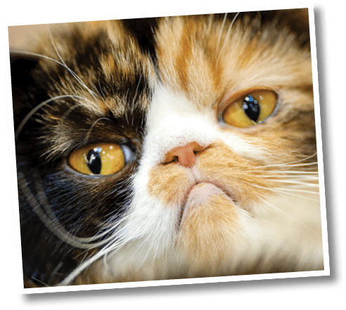 grumpy facial expression Exotic tortoiseshell cat portrait close-up