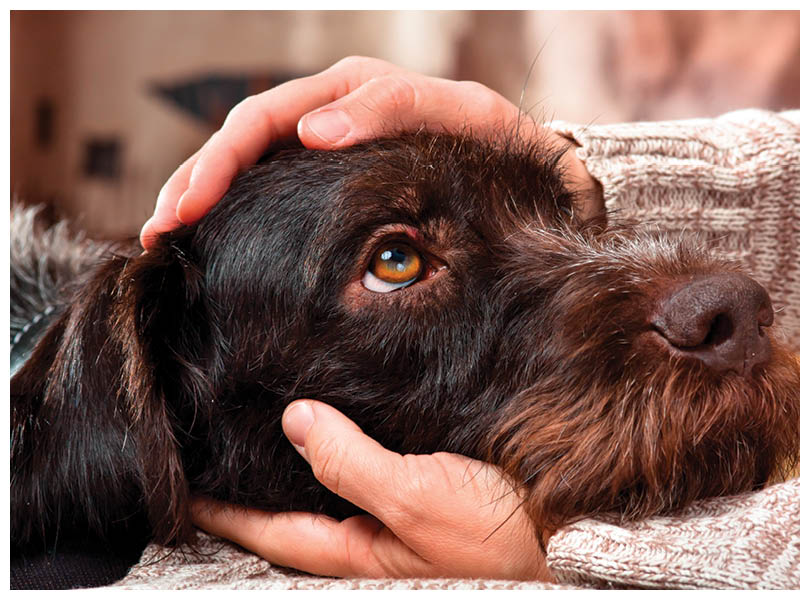 hands of owner petting head of dog