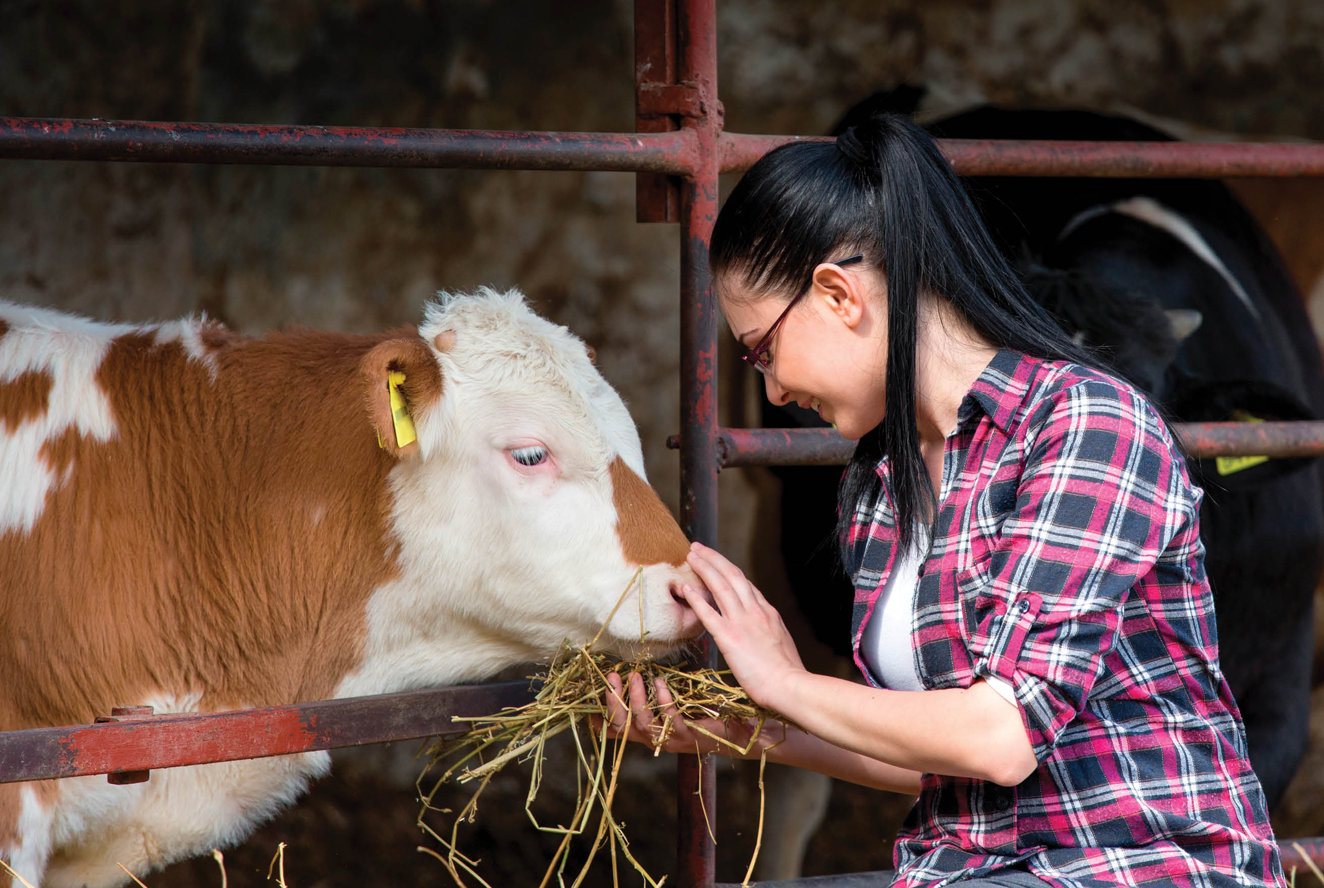 Young pretty girl feeding heifers in front of barn on the farm
