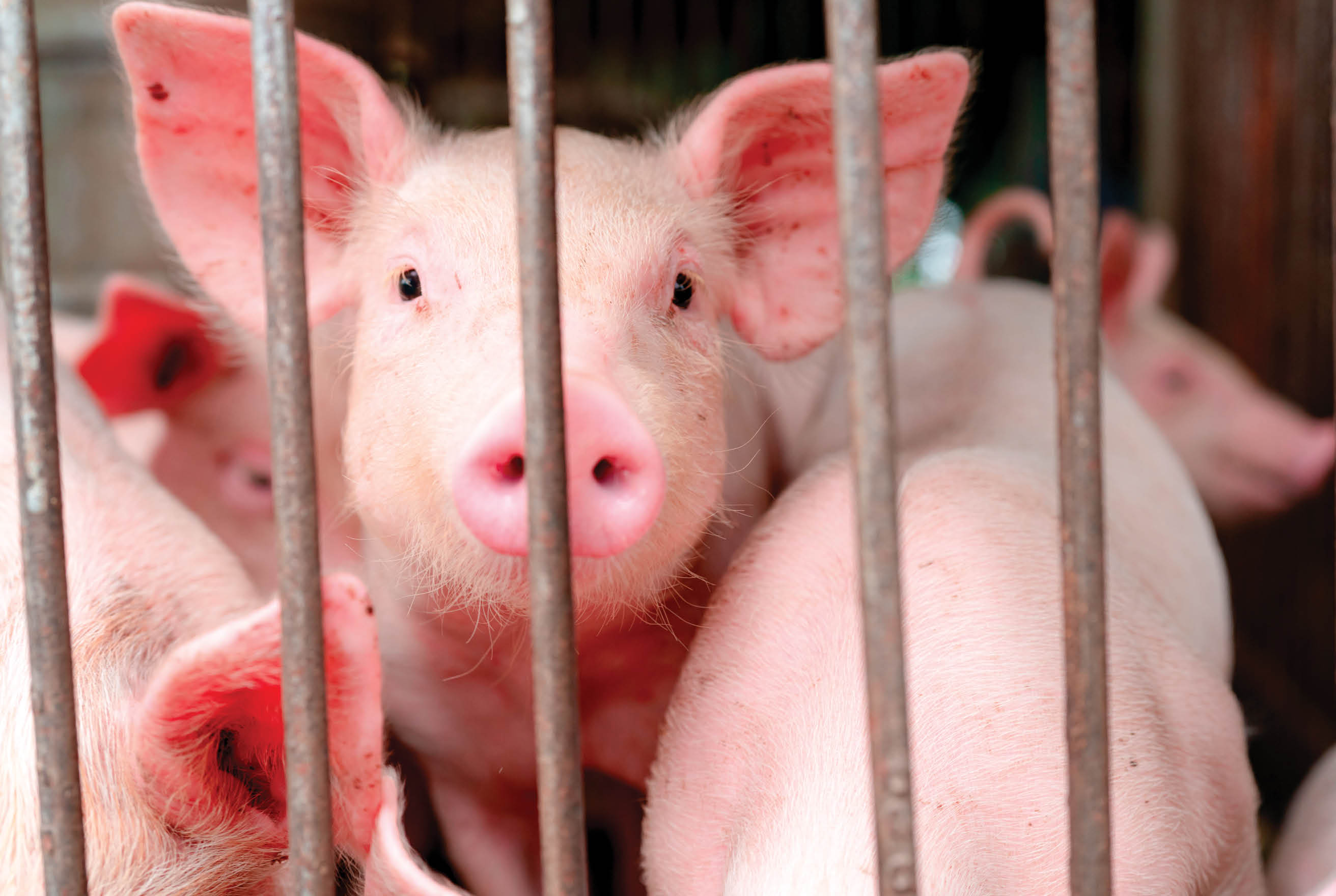 Cute piglet in farm  Happy and healthy small pig  Livestock farming  Meat industry  Animal meat market  African swine fever and swine flu concept  Swine breeding  Mammal animal  Pink piglet in pigsty 