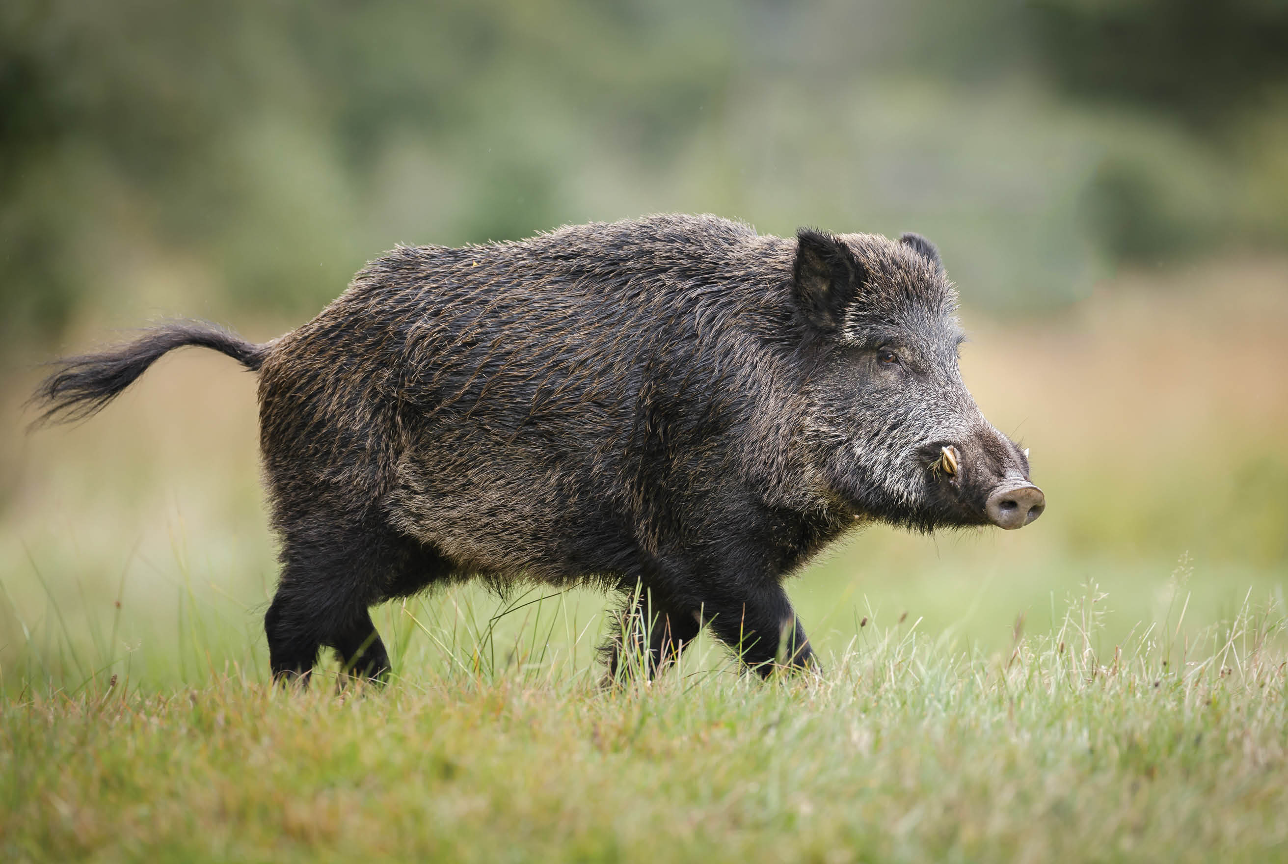 A wild boar forages for acorns in autumn