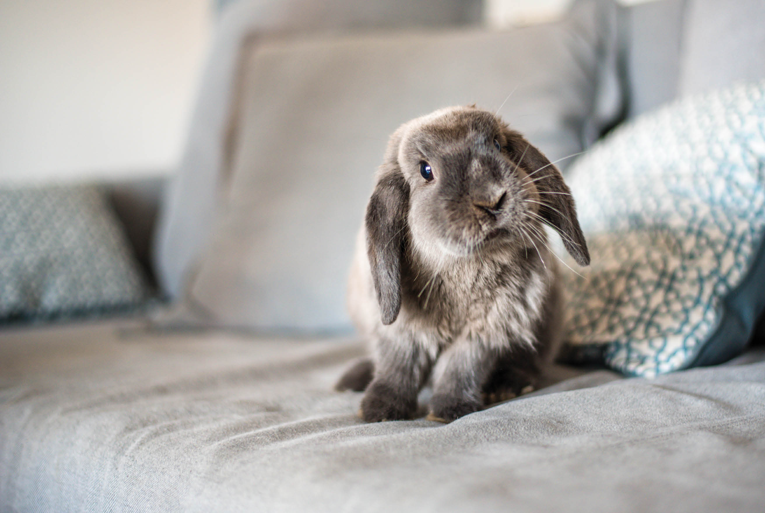 CUTE BUNNY ON THE SOFA