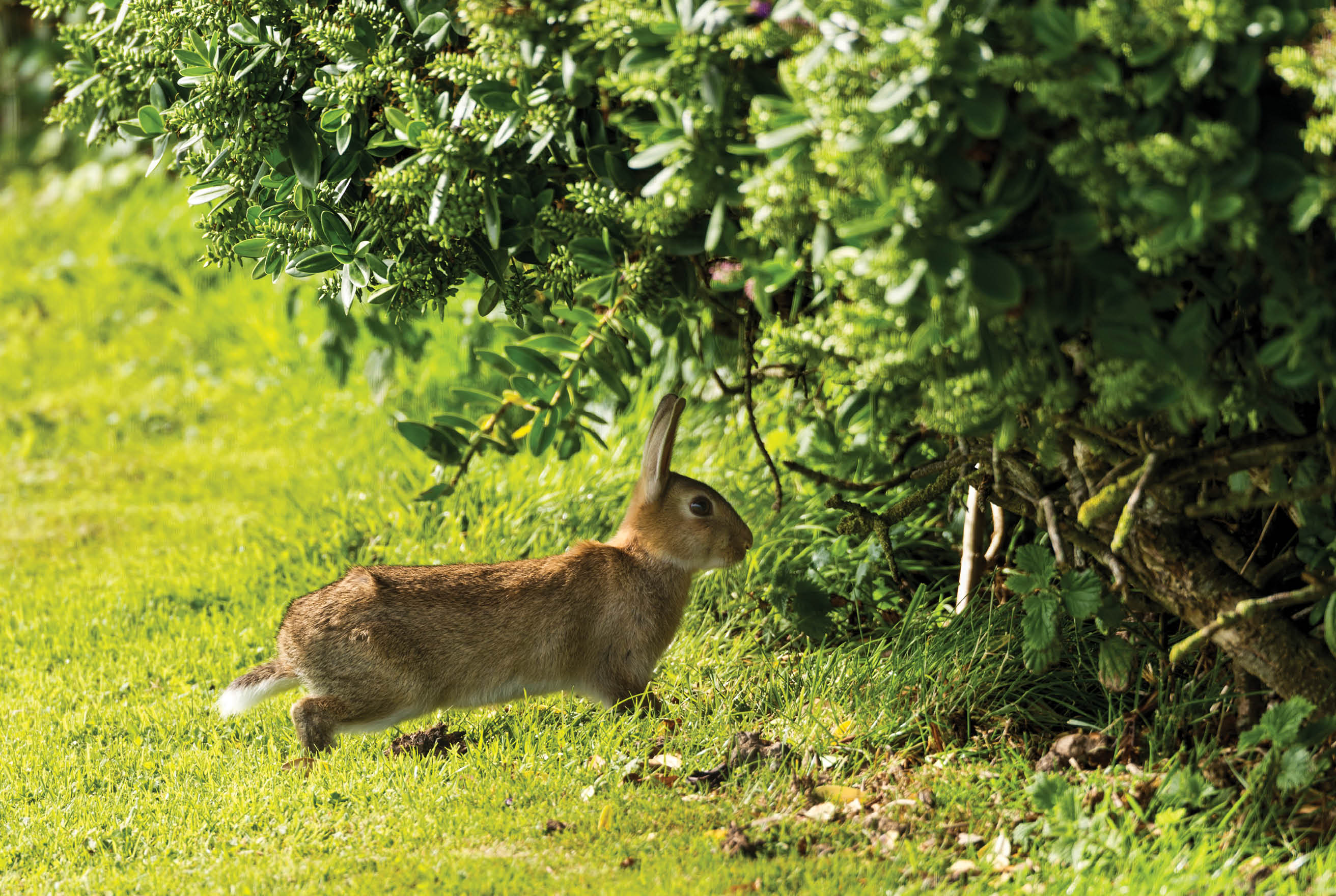 Wild rabit Anglesey North Wales Uk