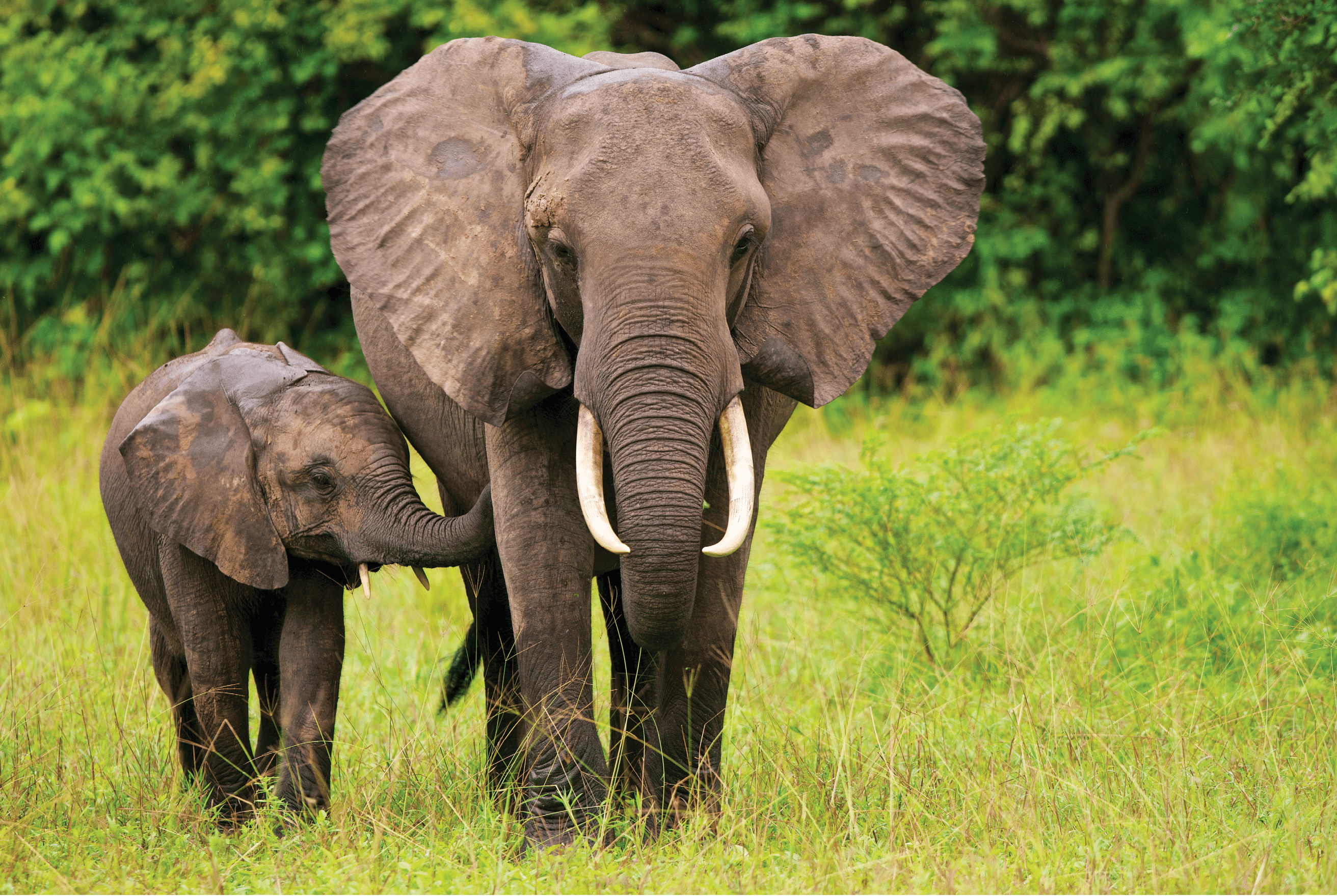 Mother elephant with her calf 