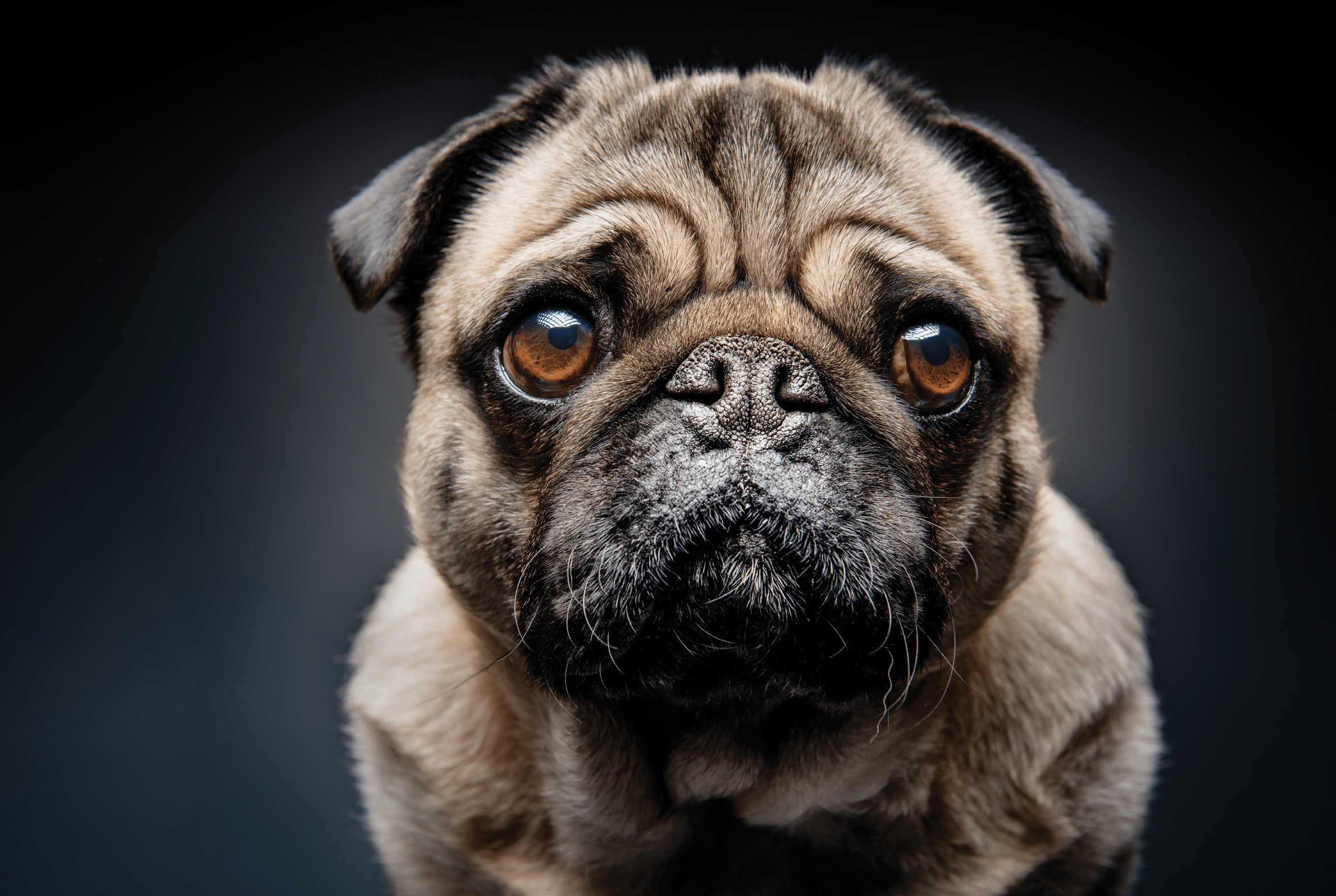 Close up portrait of a grumpy Pug who has a very sad look on his face  Photographed against a dark background  Colour, horizontal with some copy space 