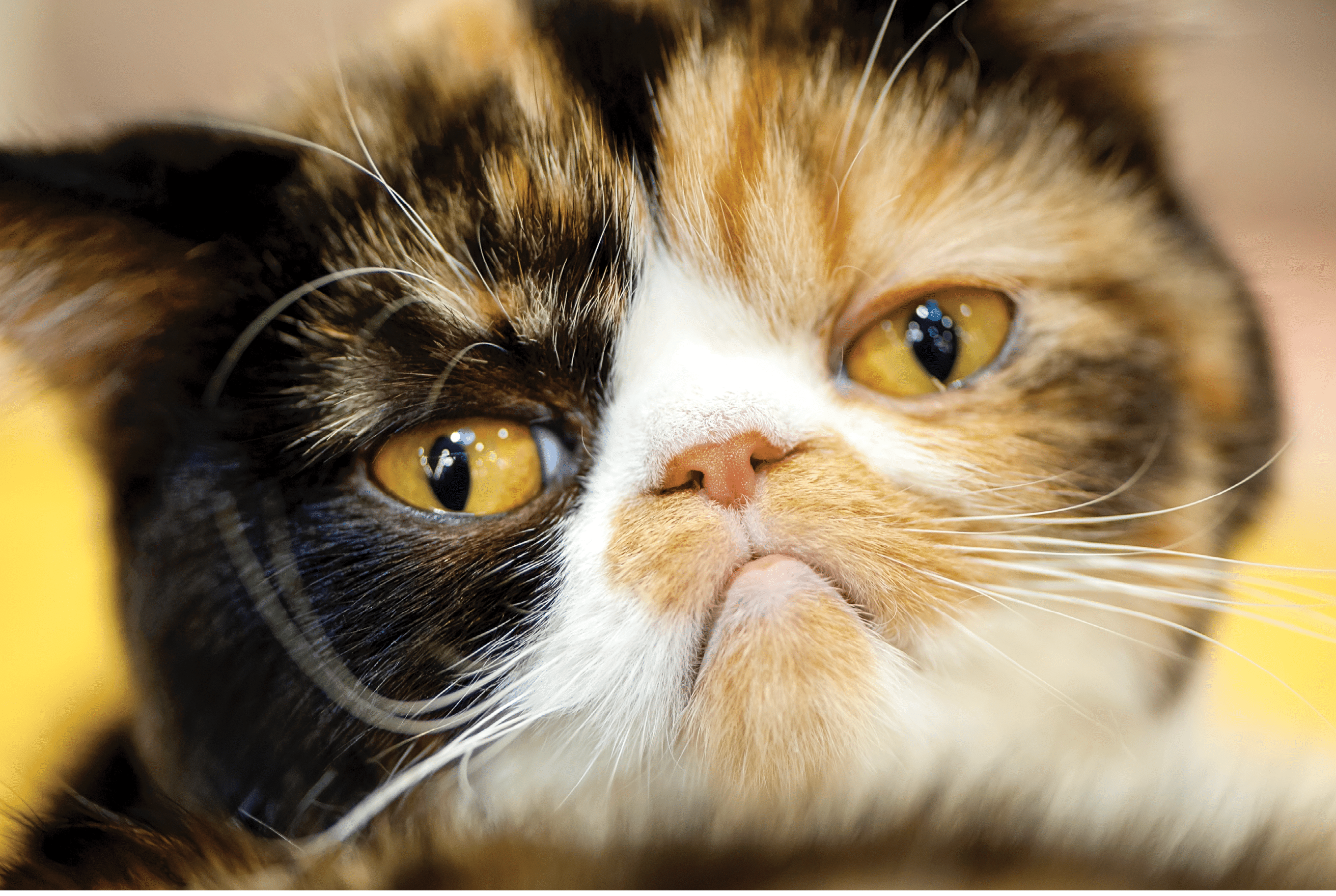 grumpy facial expression Exotic tortoiseshell cat portrait close-up