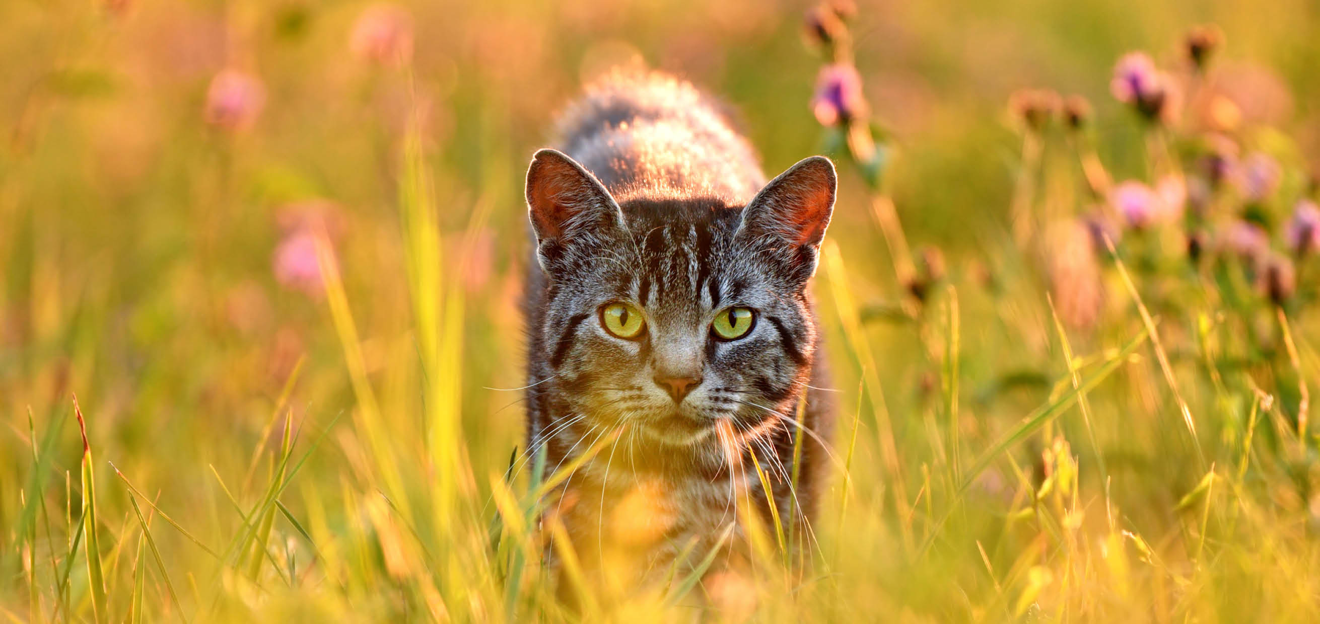 Domestic cat in meadow, back lit by golden summer evening light