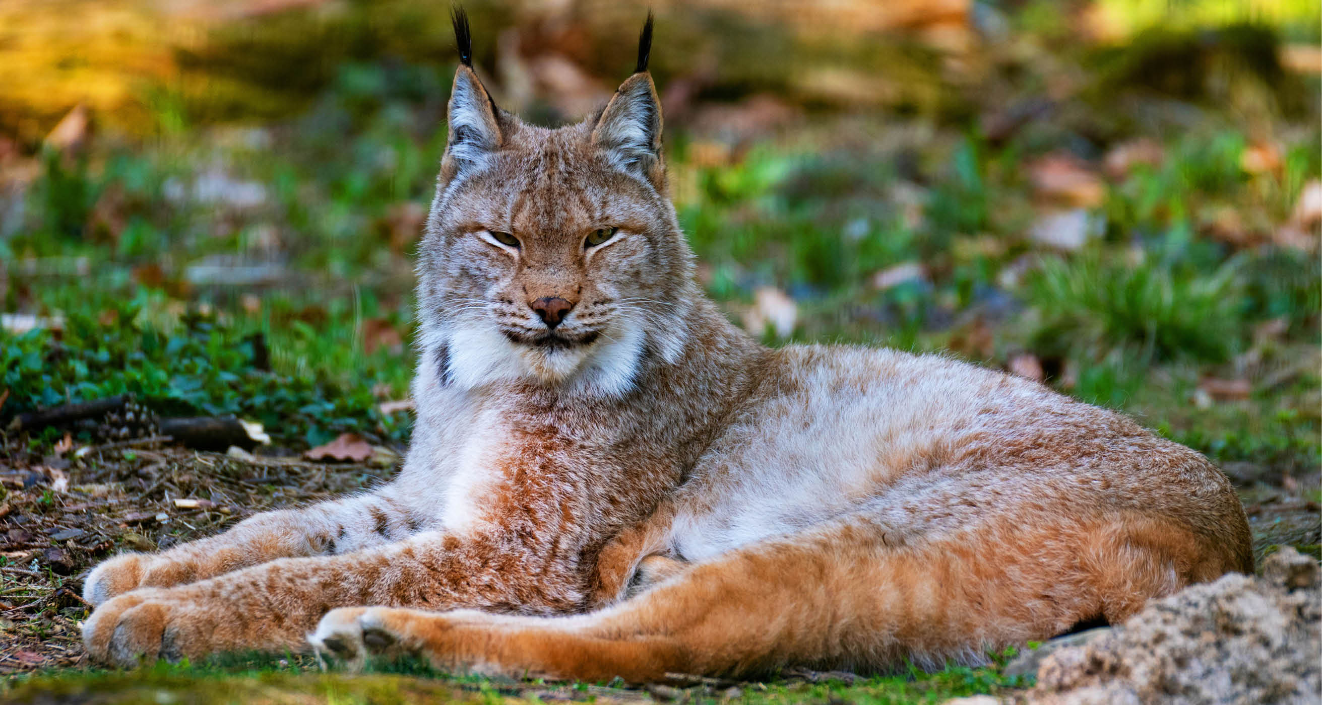 Portrait of Canadian Lynx in Teslin, Yukon, Canada