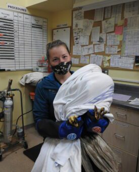 Practicum student holding eagle in a blanket