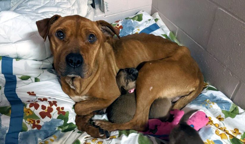 Celeste and her puppies