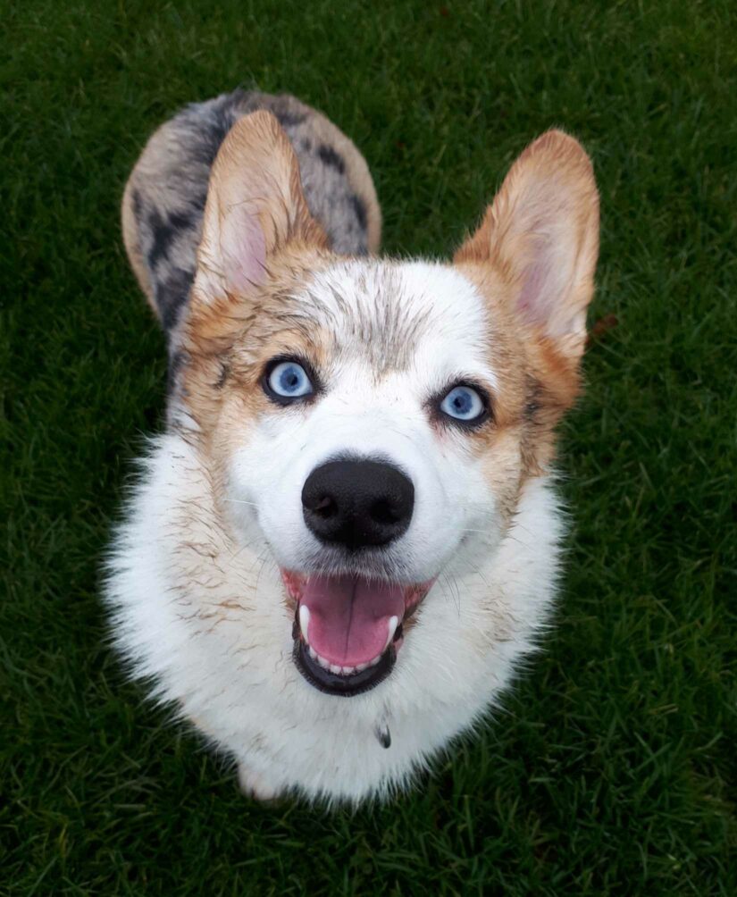 Chilliwack BC SPCA Branch