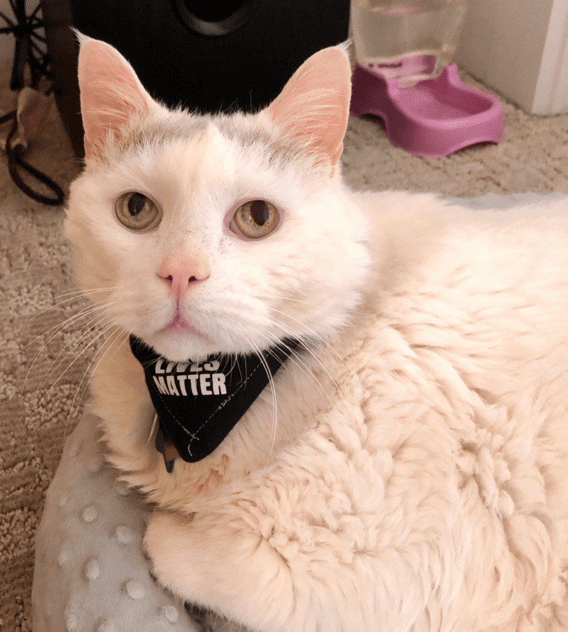 Vancouver Bc Spca Branch