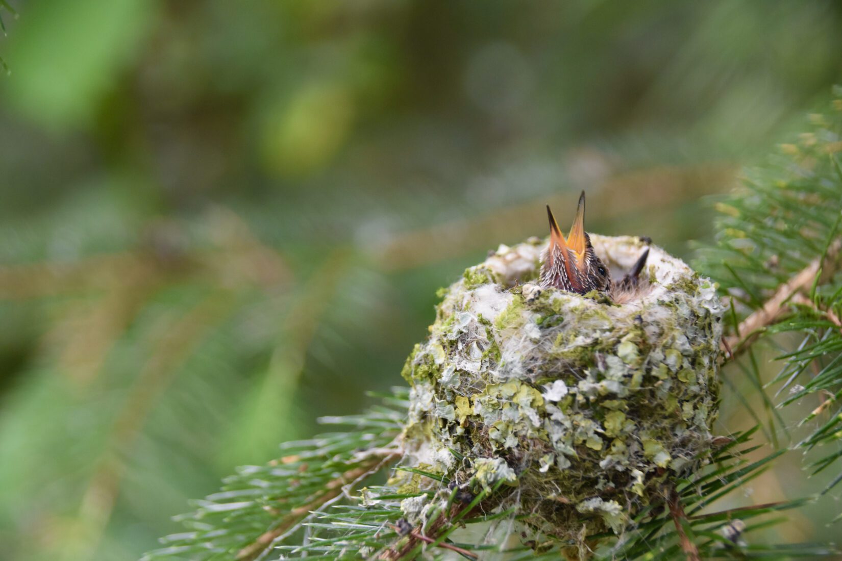 Baby Birds Out of the Nest