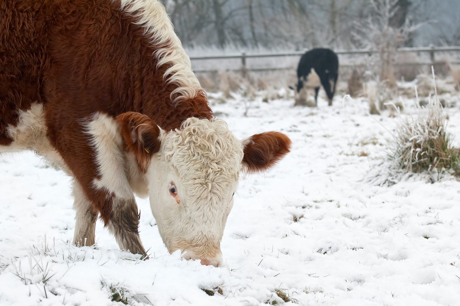 Beef Cows In Winter