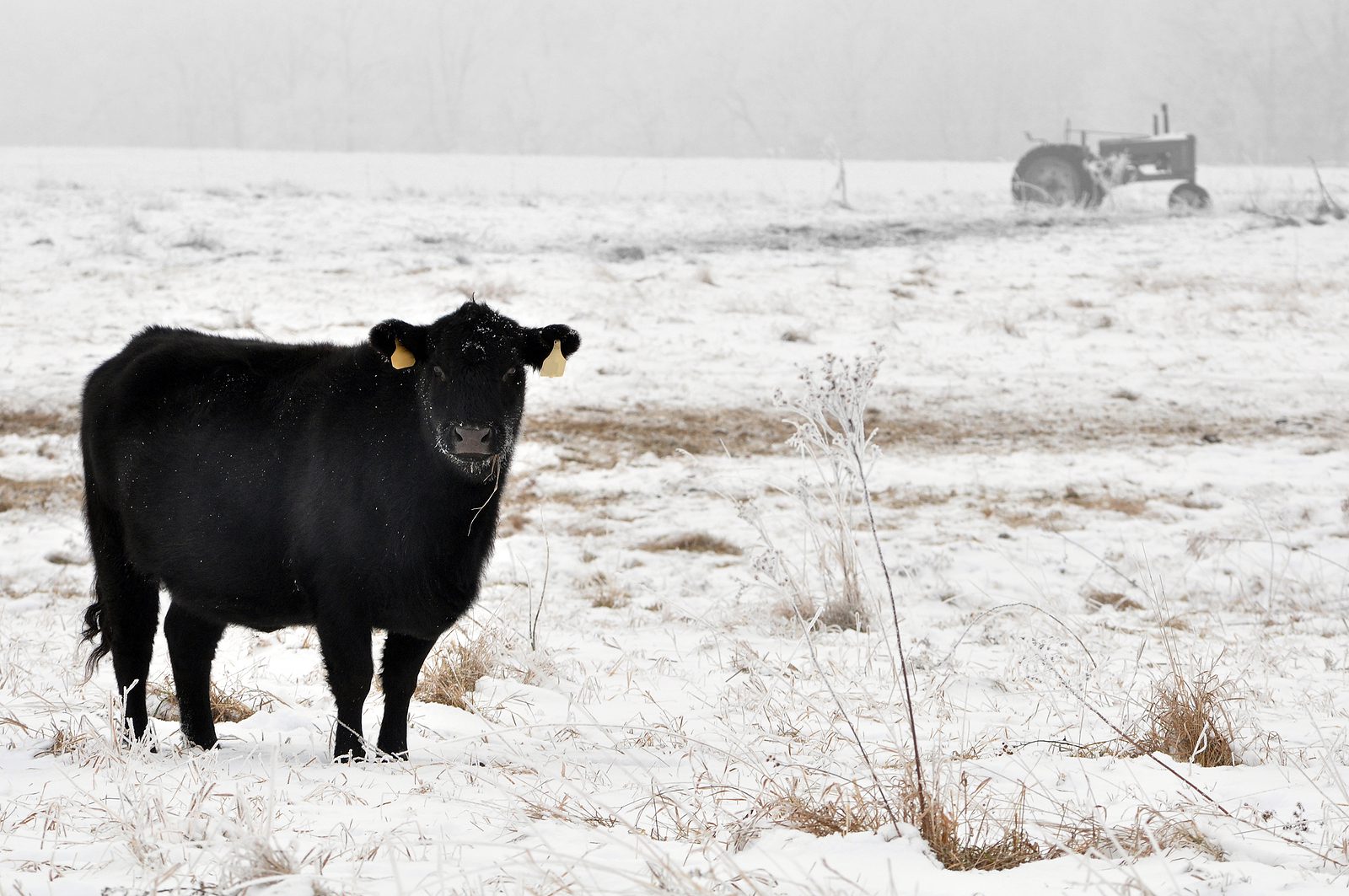 Importance of fresh water for cattle in winter BC SPCA