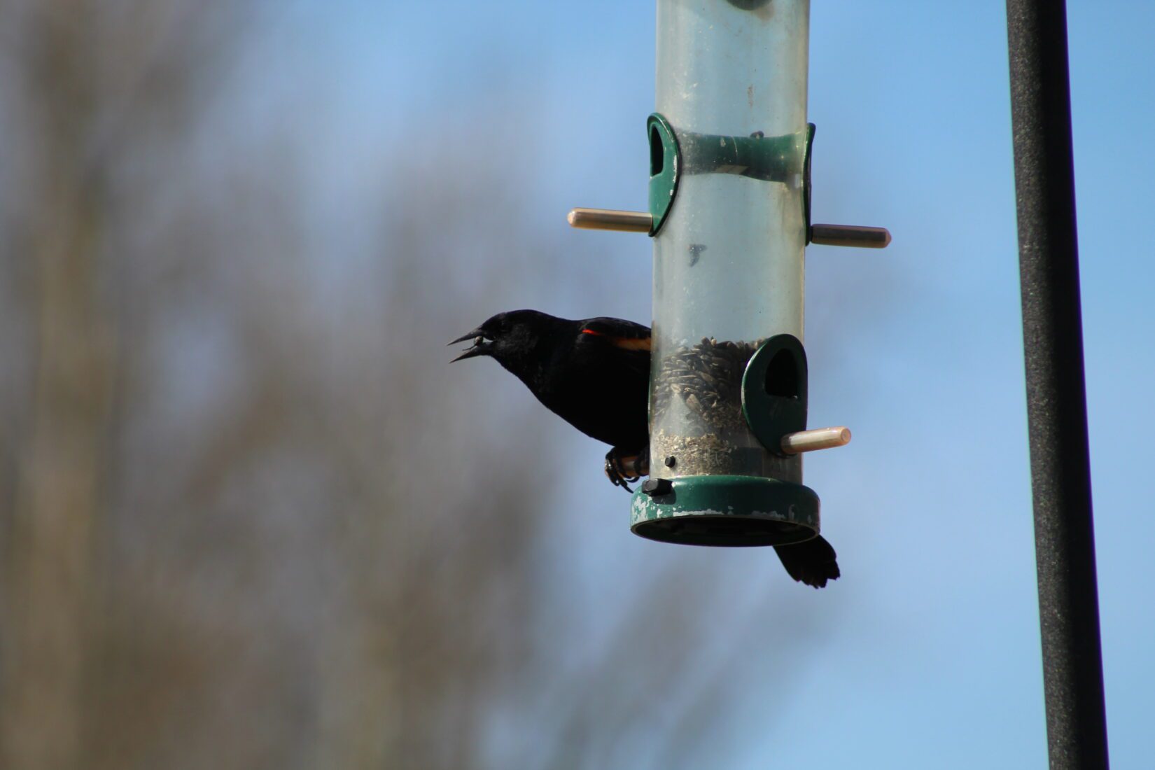 in house bird feeder THIS IS GREAT IF YOU DON'T HAVE CATS! I HAD