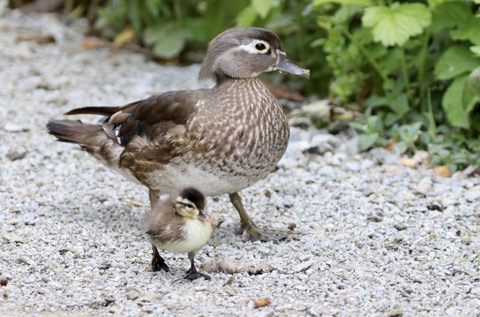 Preventing imprinting in wildlife rehabilitation - BC SPCA Preventing imprinting in wildlife rehabilitation - BC SPCA