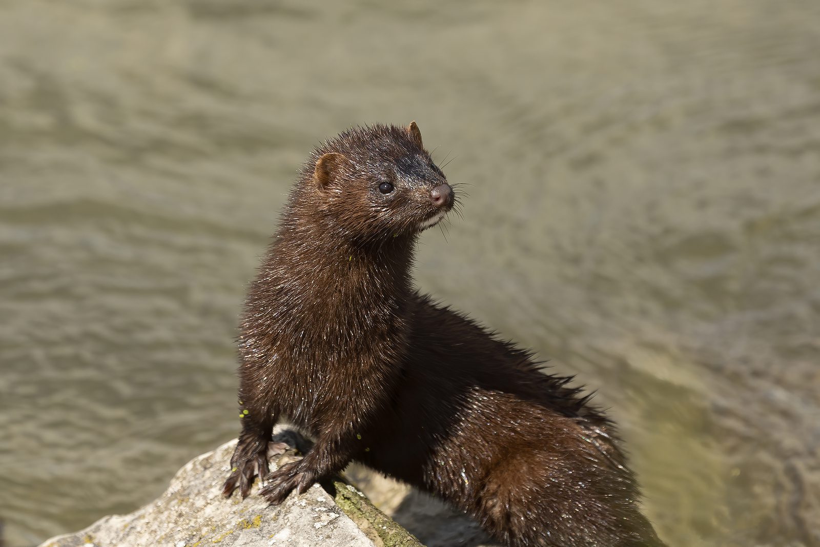 On first anniversary of provincial mink farming phaseout, polling