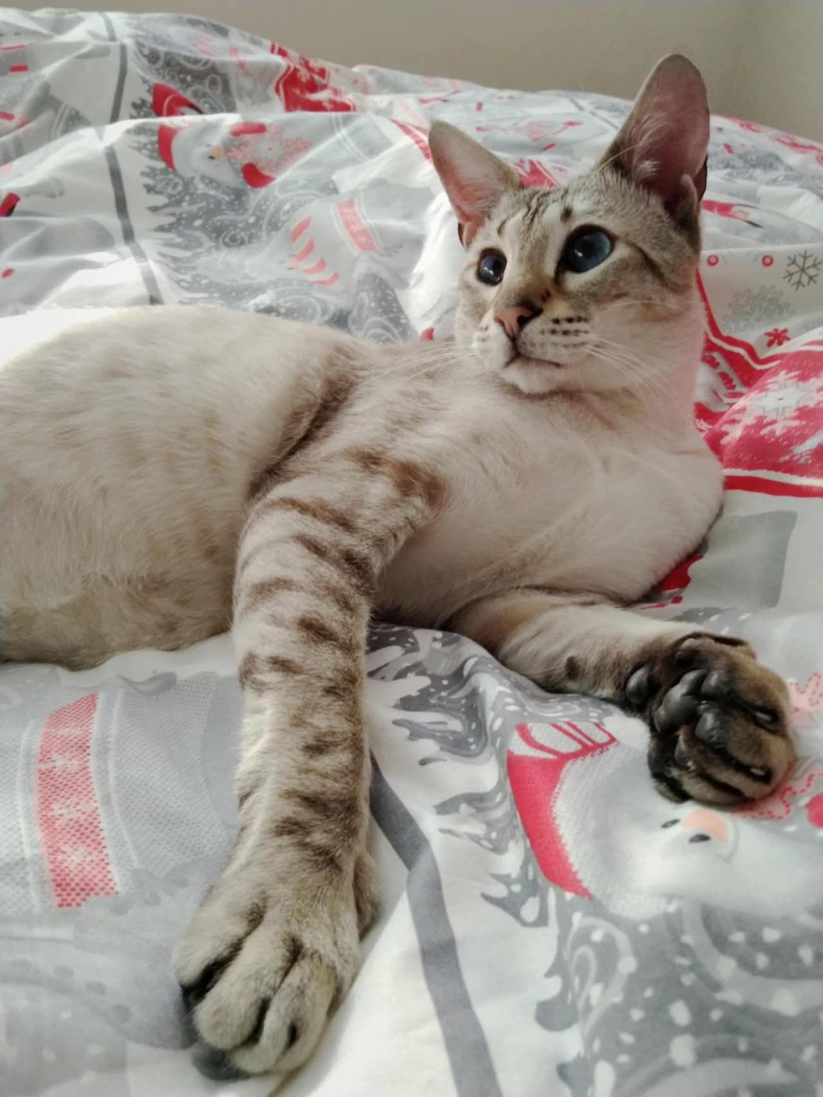 Polaris - BC SPCA