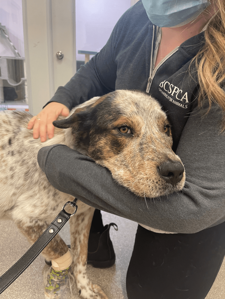 Petsecure Pet Insurance to match $3,500 in donations to help injured dog -  BC SPCA