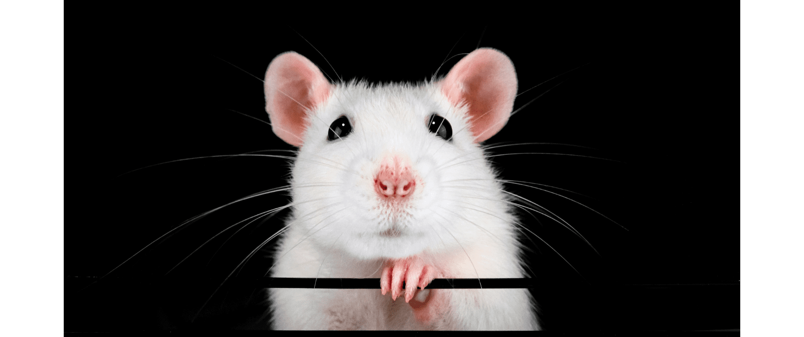 Federal government makes move to phase out animal toxicity testing