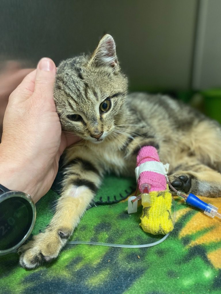 Seriously injured kitten found on side of road requires surgery BC SPCA