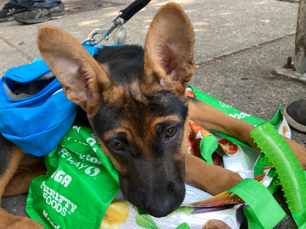 BC SPCA receives 30,000 PetSmart Charities ® grant for pet food bank