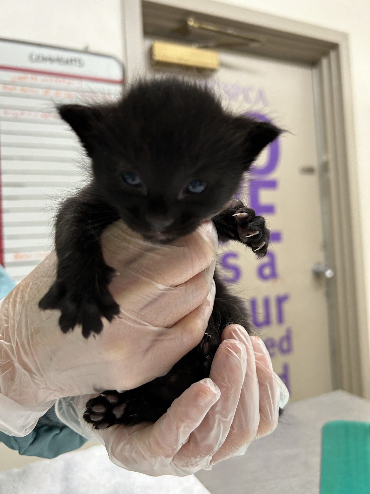 10 cats found abandoned in carrier on side of the road in 70 Mile House