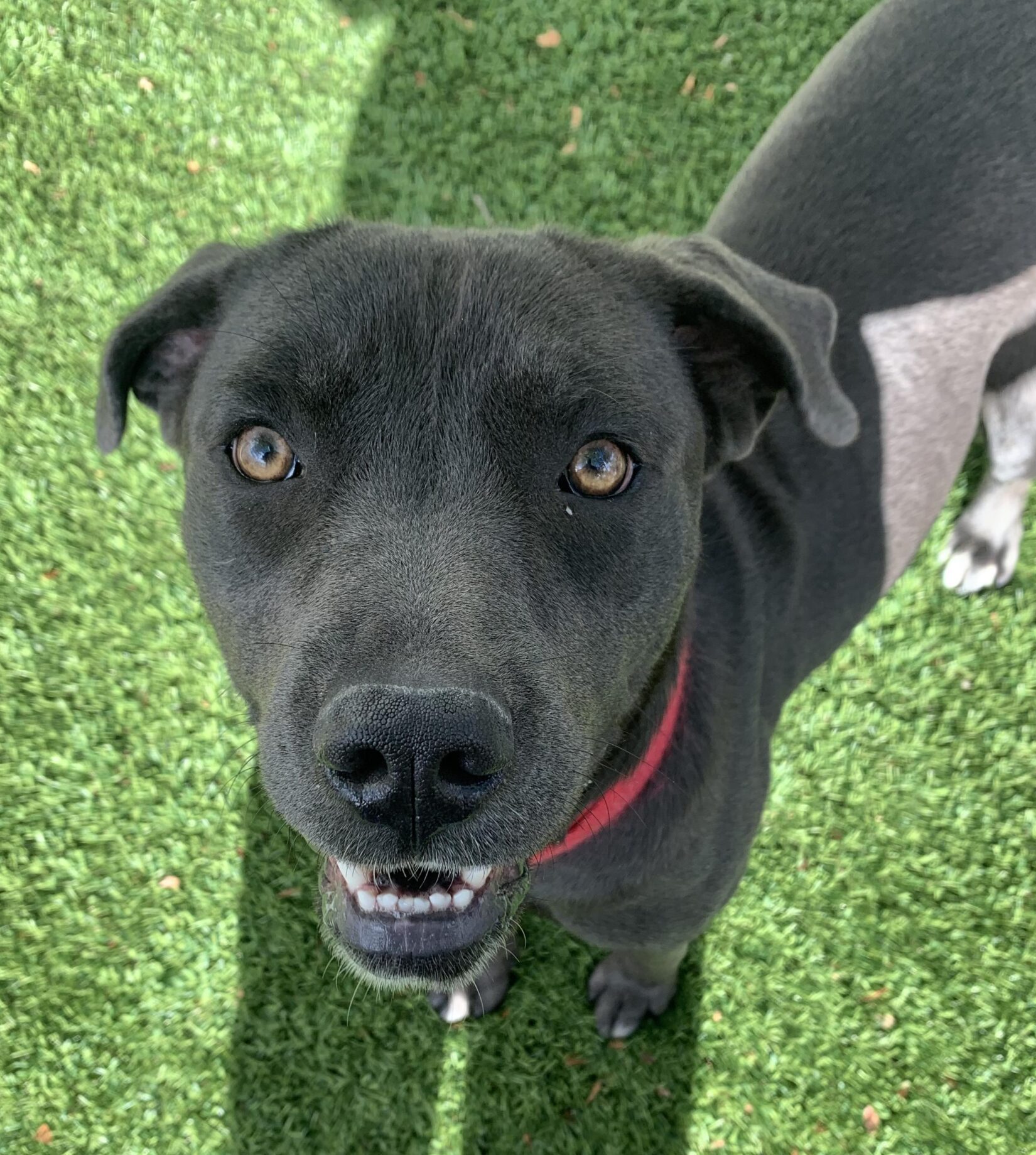 Princeton 97 - Dog and Puppies Adopted | BC SPCA