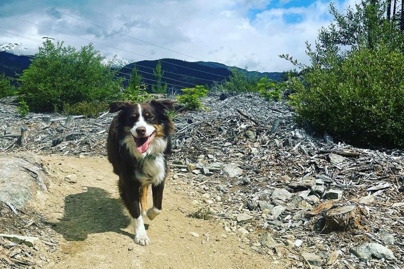 Emergency recall The one word every dog must know BC SPCA