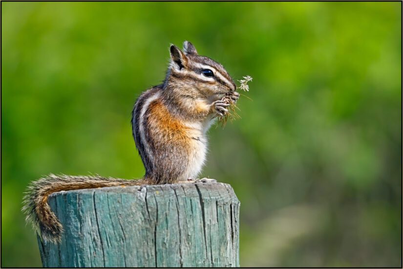 chipmunk eating