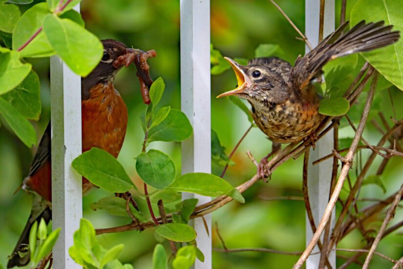 baby robin