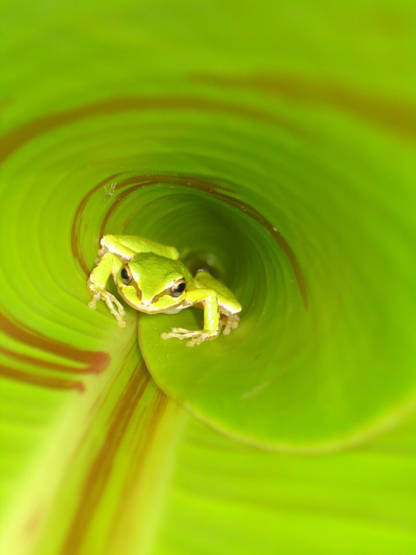 tree frog