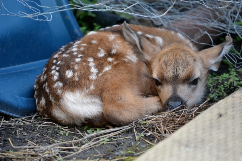 what does a baby deer look like